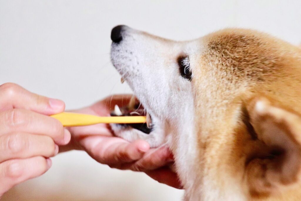 歯磨きをする犬