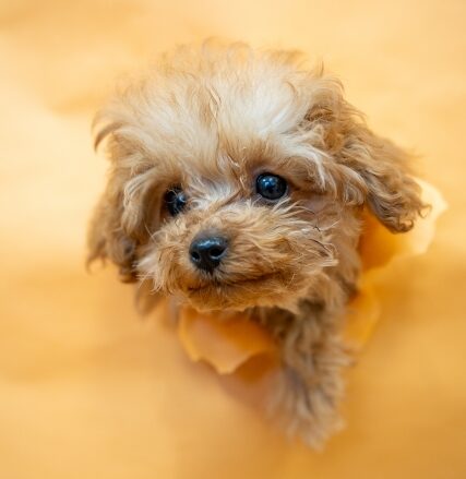 子犬