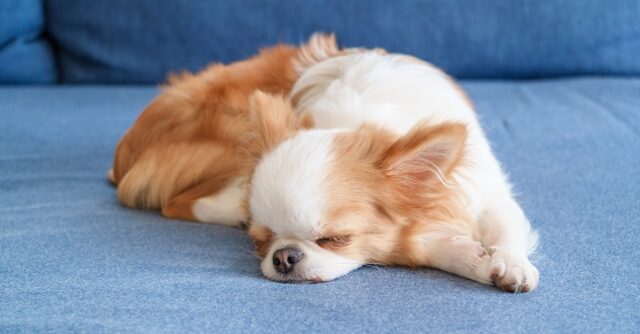 眠る犬
