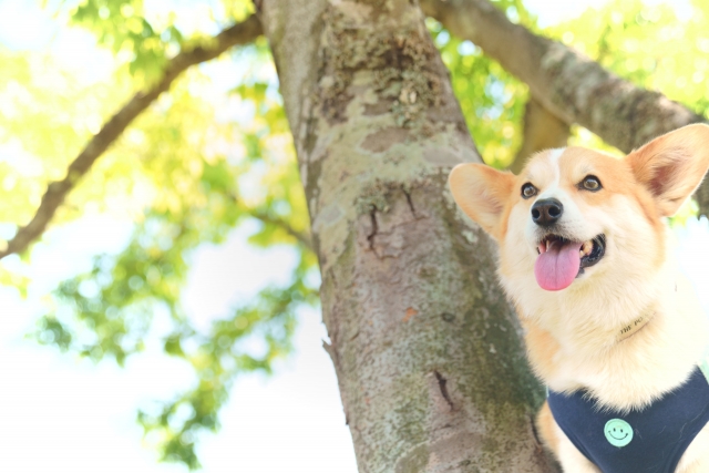 舌を出して気に寄りかかる犬