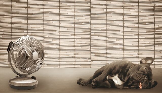 扇風機の横で暑そうに舌を出して横たわる犬