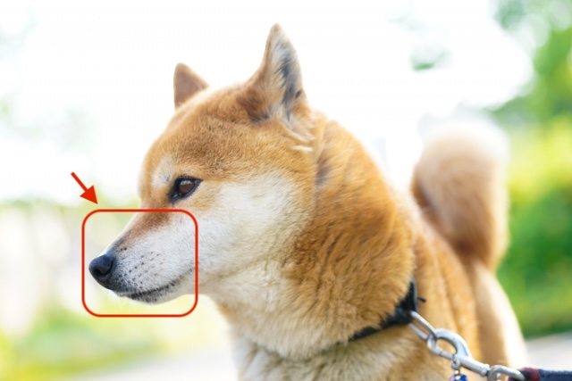 犬のマズル説明