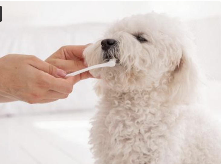 歯磨きをする犬
