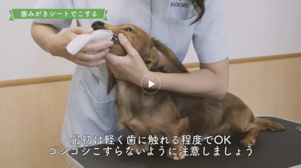 歯磨きシートの使い方動画