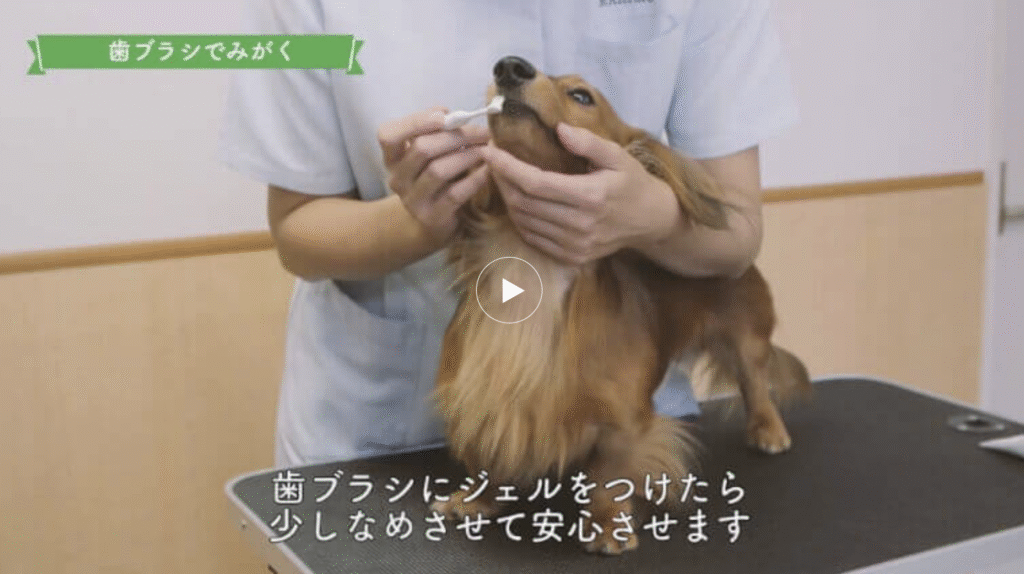 実際の歯みがき方法の動画