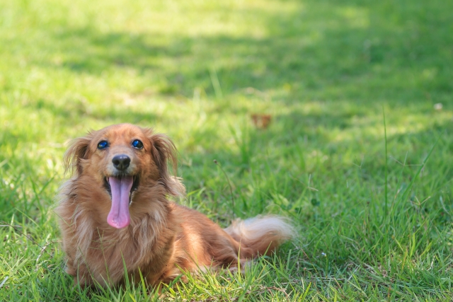 舌を出して休憩する犬