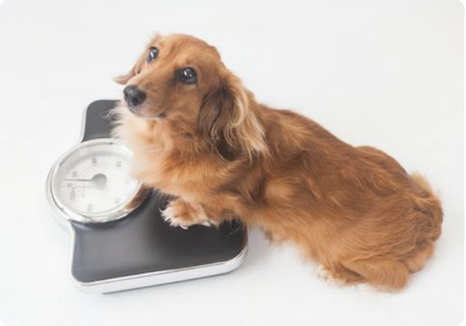 体重計に乗る犬